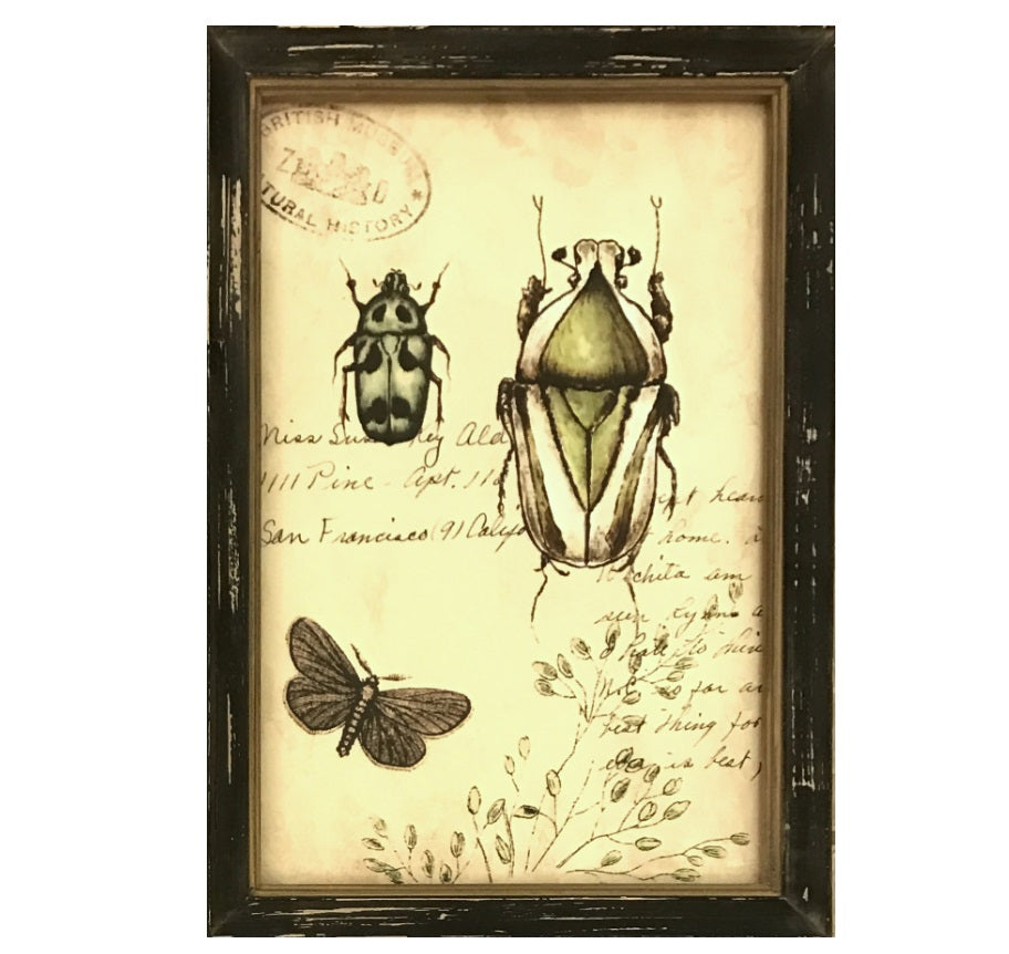 Nature Botanical Wall Art Collection - Insects