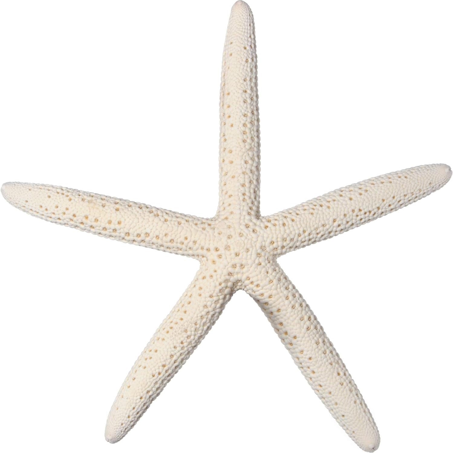10 White Finger Starfish (4" to 6" dia)